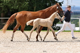 Arian d´Ellischau